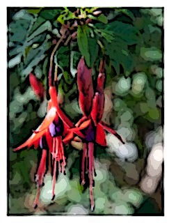 fuchsia-magellanica-01