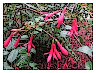 fuchsia-regia-ssp-reitzii-02