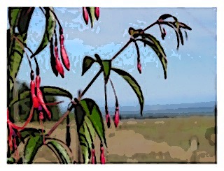 fuchsia-regia-ssp-serrae-02