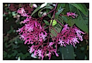 arborescens-01