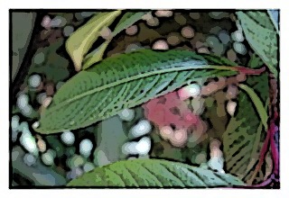 arborescens-03