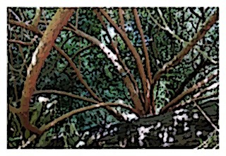 arborescens-04