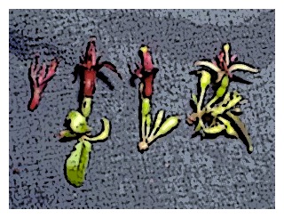 fuchsia-cytandroides-03