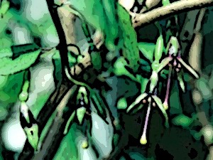 fuchsia-x-colensoi-link