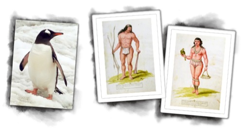 History of the Fuchsia