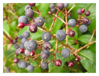 paniculata-berries,jpg