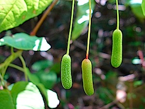 fuchsia-splendens-02