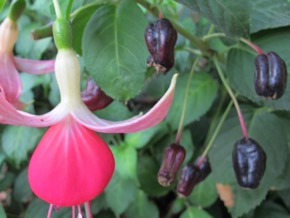 fuchsiaberries-15