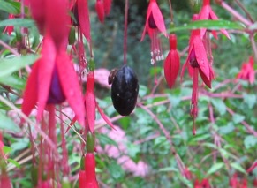 fuchsiaberries-20