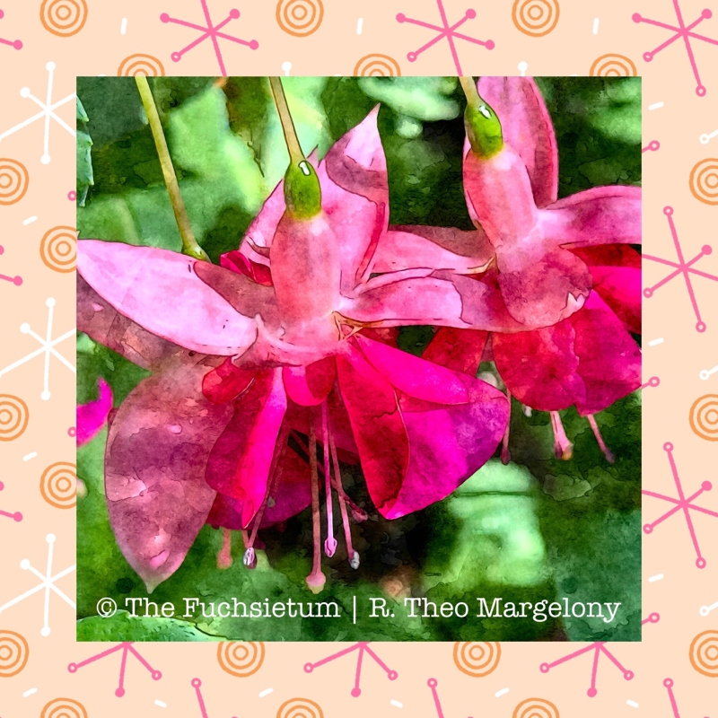 01 Fuchsia Garden News