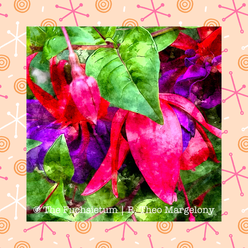 Fuchsia Double Otto