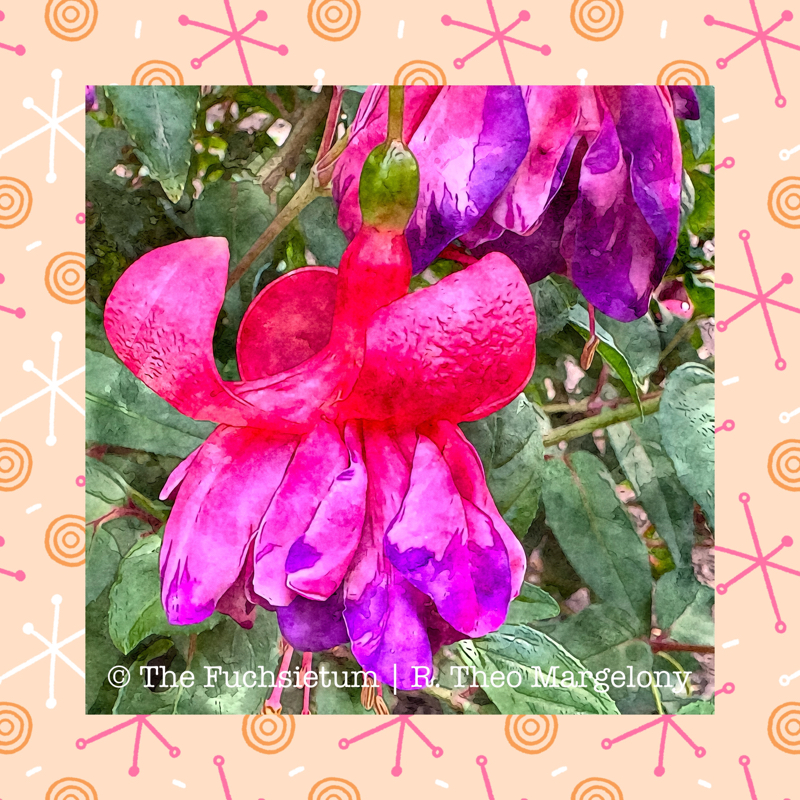 04 Fuchsia Peppermint Stick