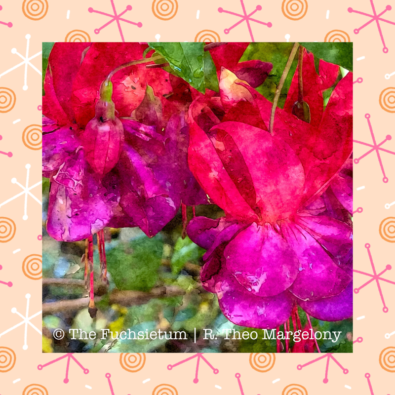 05 Fuchsia Red Shadows