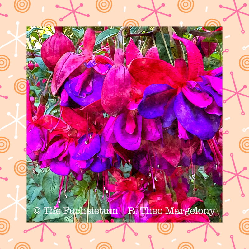 06 Fuchsia San Leandro