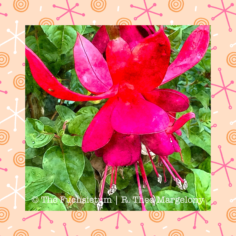 07 Fuchsia Santa Cruz