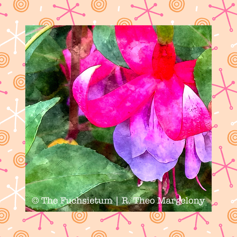 09 Fuchsia Tennesee Walz