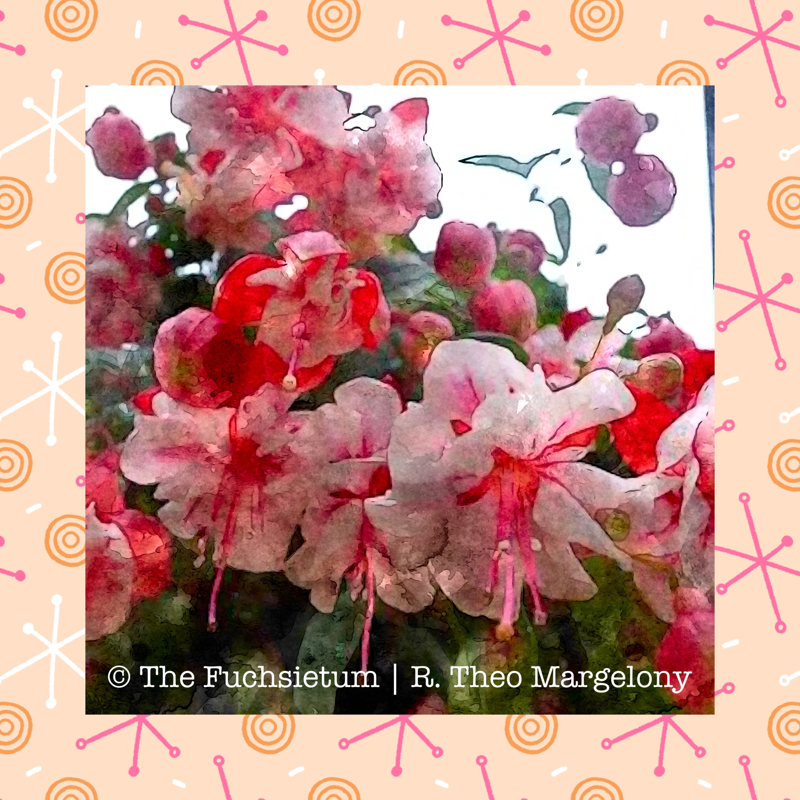 10 Fuchsia Swingtime