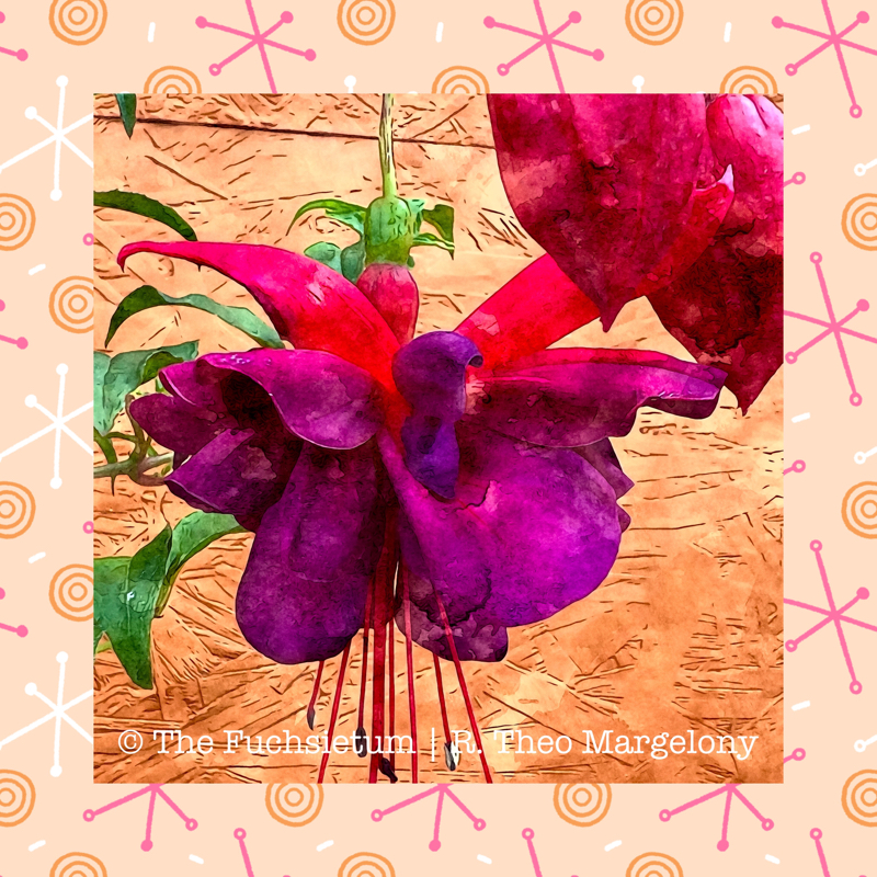 12 Fuchsia City of Portland