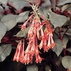 1997-08 Longwood Fuchsias 01