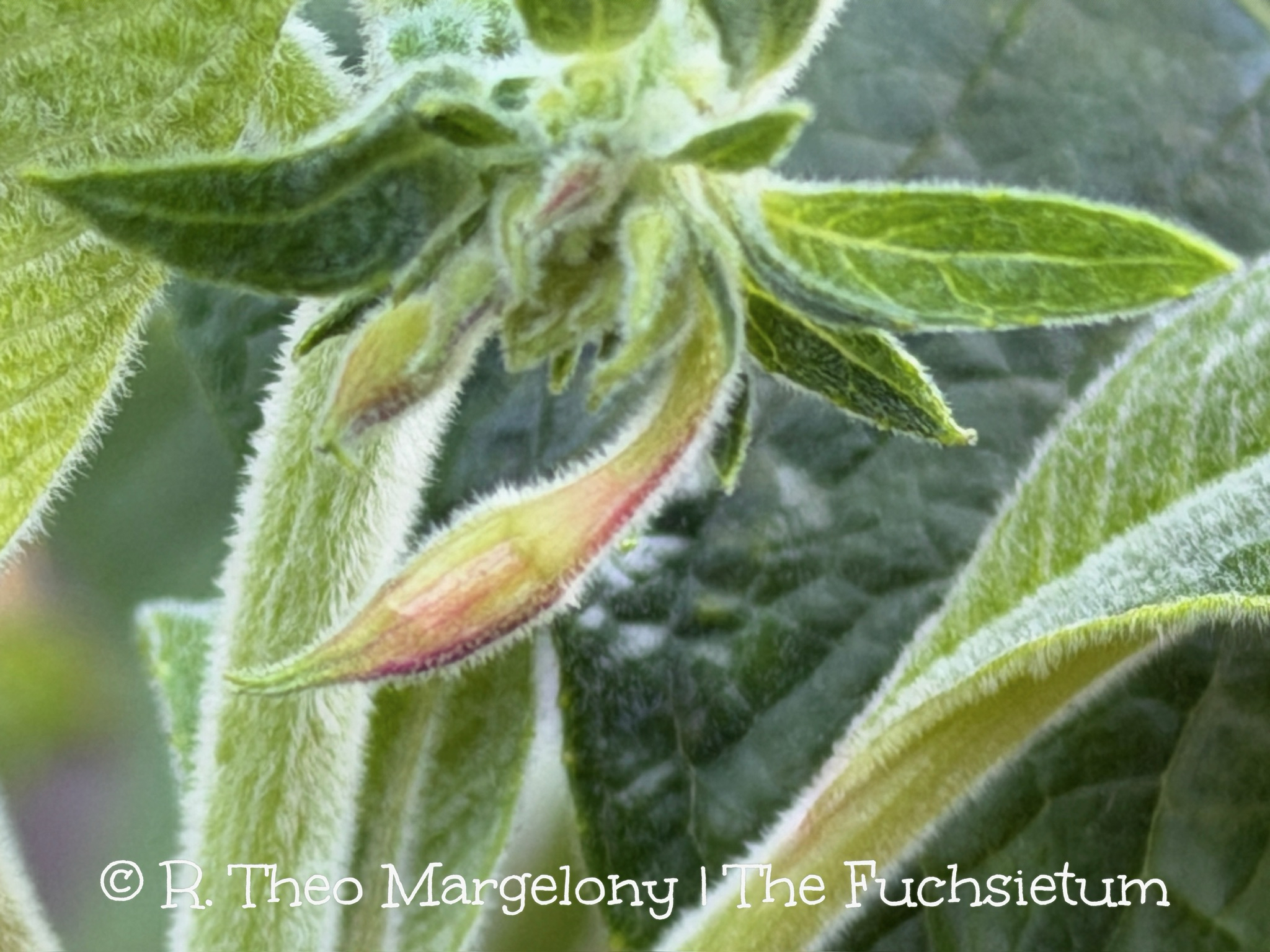 1A16245C-2498-4814-8E06-A833C1C4DA38_1_102_o