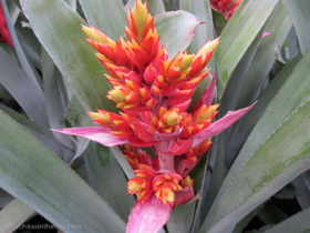 2012-02-longwood-140