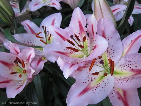 2012-02-longwood-146