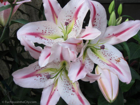 2012-02-longwood-151