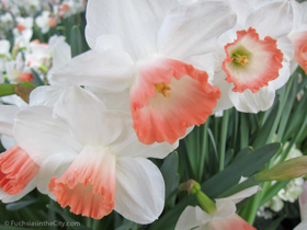 2012-02-longwood-160