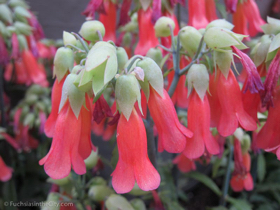 2012-02-longwood-170