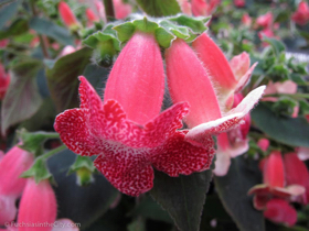 2012-02-longwood-175