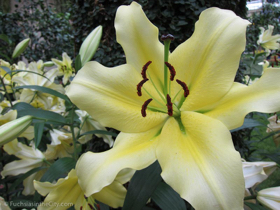 2012-02-longwood-178