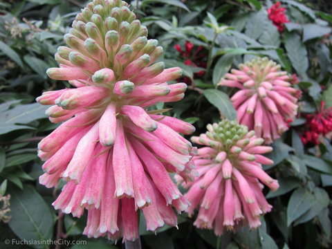 2012-02-longwood-180