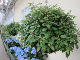 2012-02-longwood-200