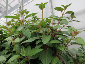 2012-02-longwood-207