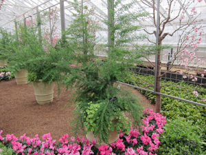 2012-02-longwood-211