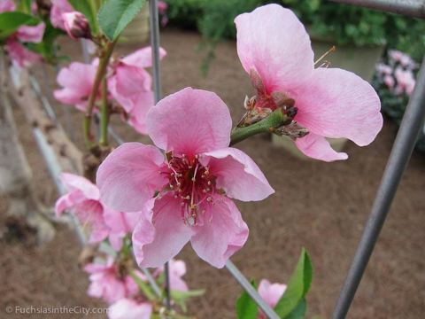2012-02-longwood-217