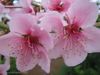 2012-02-longwood-226