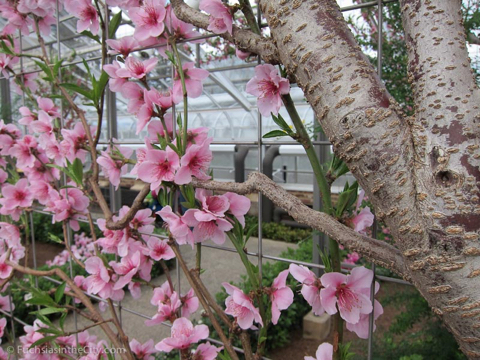 2012-02-longwood-236