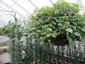 2012-02-longwood-256