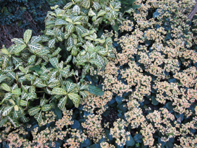 2012-02-longwood-302