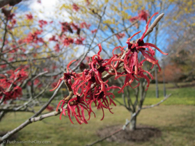 2012-02-longwood-31