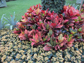 2012-02-longwood-313