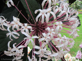 2012-02-longwood-316