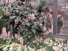 2012-02-longwood-320