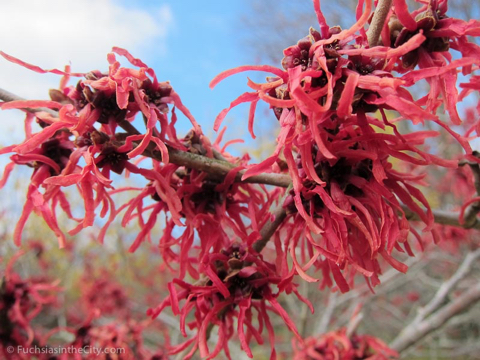 2012-02-longwood-36