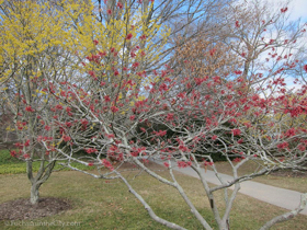 2012-02-longwood-38