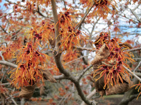 2012-02-longwood-46