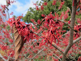 2012-02-longwood-7