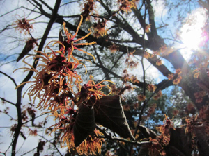 2012-02-longwood-79