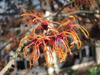 2012-02-longwood-86